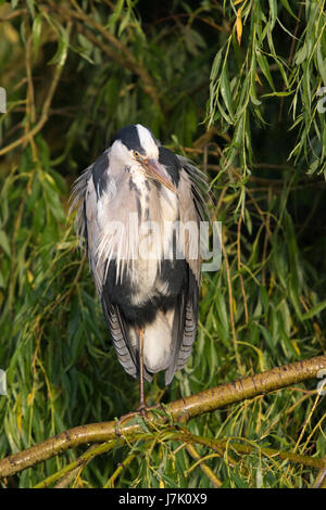 Graureiher (Ardea Cinerea) thront auf einem Baum Trauerweide (Salix Babylonica) Stockfoto