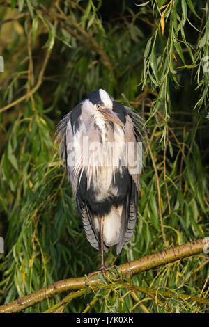 Graureiher (Ardea Cinerea) thront auf einem Baum Trauerweide (Salix Babylonica) Stockfoto