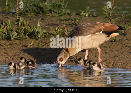 Ägyptische Gänse (Alpochen Aegypticus) Familie Fütterung an den Rand des Wassers Stockfoto