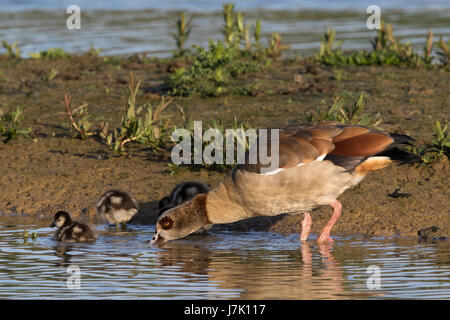 Ägyptische Gänse (Alpochen Aegypticus) Familie Fütterung an den Rand des Wassers Stockfoto