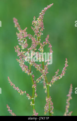 Gemeinsame Sauerampfer (Rumex liegen) Blume Stockfoto
