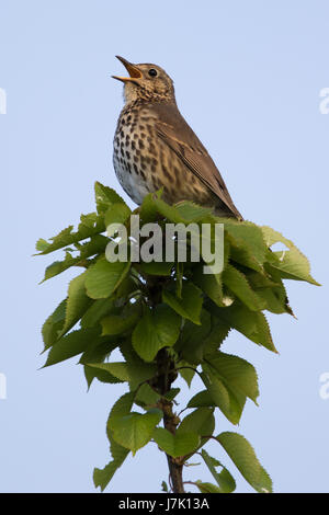 Singdrossel (Turdus Philomelos) singen aus einer Baumkrone Stockfoto