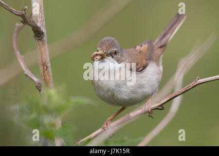 weibliche Common Whitethroat (Sylvia Communis) mit Futter für die Nestlinge Stockfoto