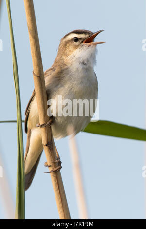 singende Schilfrohrsänger (Acrocephalus Schoenobaenus) Stockfoto