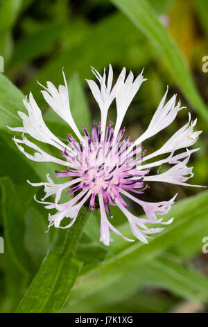 Weiße Blütenblätter und eine blasse rosa Zentrum des Cottage Garten Favoriten, Centaurea Montana 'Alba' Stockfoto