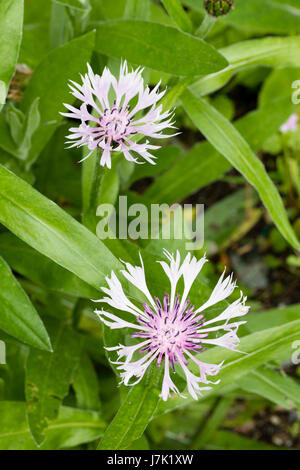 Weiße Blütenblätter und eine blasse rosa Zentrum des Cottage Garten Favoriten, Centaurea Montana 'Alba' Stockfoto