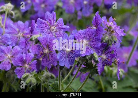 Blumen des frosthart, Geranium Renardii Hybrid, Geranium "Skapa Flow', zeigt die lila Nektar-Guides auf den Blütenblättern Stockfoto