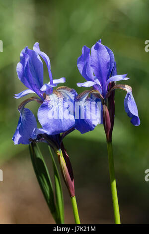 Blaue Blumen der Iris Sibirica sibirische Iris Sorte 'Caesars Brother' Ende Mai Stockfoto