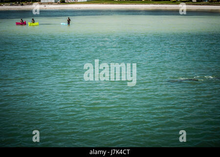 Schwimmen Delfine Florida Strand entlang. Stockfoto