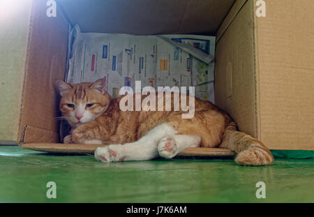 YUJING, Haus Katze. Stockfoto