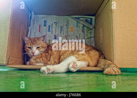 YUJING, Haus Katze. Stockfoto