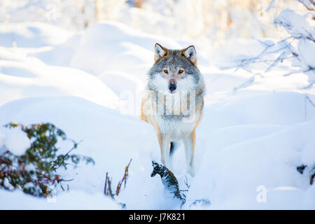 Verschneite Wolf steht im wunderschönen Winterwald Stockfoto