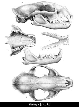 Eine Aufzeichnung des Schädels von Cryptoprocta ferox, einem fleischfressenden Säugetier aus Madagaskar aus dem Jahr 1868. Dieser Schädel ist ein wichtiges Stück zoologischer Geschichte und Studien über bedrohte Arten aus der Region. Stockfoto