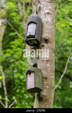 Fledermauskasten und Vogel-Kasten Baum befestigt. Künstliche Quartiere zur Verfügung gestellt für die Tierwelt hängen vom Stamm der Esche in der britischen Natur reservieren Stockfoto