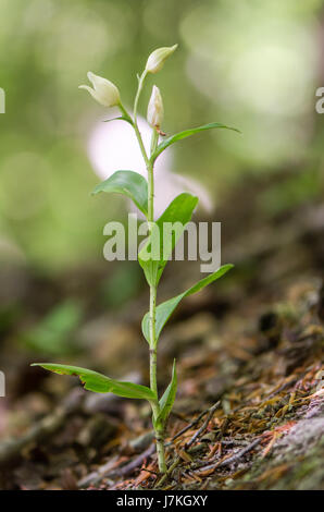 Weiße Helleborine (Cephalanthera Damasonium) Pflanze im blühen selbstbefruchtenden Blumen Orchideen (Orchidaceae) in Buche-Wald, Westbury, Wiltshire Stockfoto