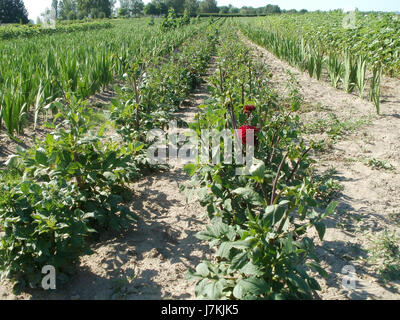 Dieses Bild vom 27. Juni 2011 zeigt ein Schnittblumenfeld in Reilingen. Das Feld ist bekannt für seinen Anbau von Blumen, die für Blumenarrangements und den Verkauf auf dem Markt geerntet werden. Stockfoto