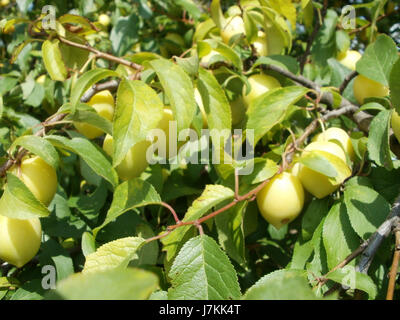 Prunus cerasifera, auch bekannt als Kirschpflaume, fotografiert in Reilingen, zeigt die Blüteeigenschaften der Pflanze in einer natürlichen Umgebung. Stockfoto