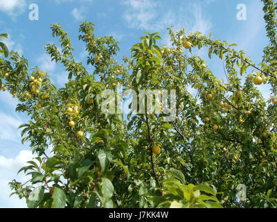 Dieses Bild zeigt *Prunus cerasifera*, allgemein bekannt als Kirschpflaume, fotografiert in Reilingen. Die Kirschpflaume ist eine Prunus-Art, die in Südosteuropa und Westasien beheimatet ist und für ihre kleinen, bunten Früchte und frühen Frühlingsblüten bekannt ist. Stockfoto
