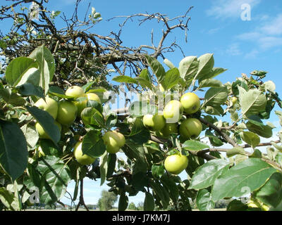 Dieser Titel bezieht sich wahrscheinlich auf ein bestimmtes Ereignis oder Bild, das während des Hockenheimring-Rennens am 18. Juli 2011 in Hockenheim aufgenommen wurde und mit dem Motorsport in Verbindung gebracht wurde. Stockfoto