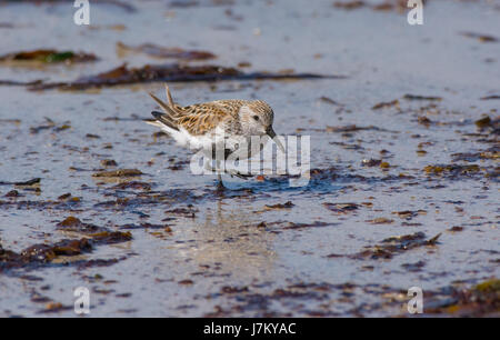 Eine einsame Dunlin am Strand von Feall Bay Insel Coll Schottland Stockfoto