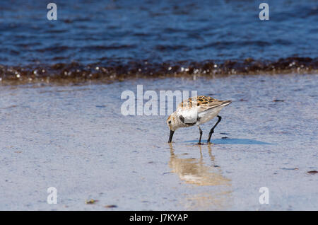 Eine einsame Dunlin am Strand von Feall Bay Insel Coll Schottland Stockfoto