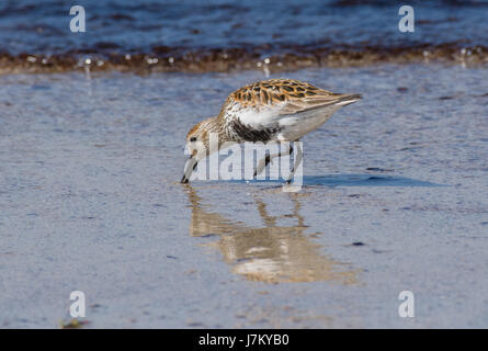 Eine einsame Dunlin am Strand von Feall Bay Insel Coll Schottland Stockfoto