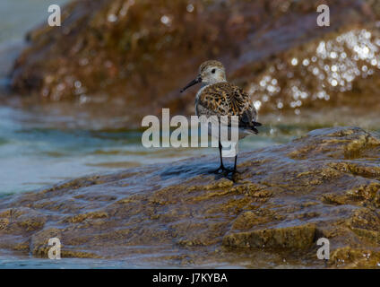 Eine einsame Dunlin am Strand von Feall Bay Insel Coll Schottland Stockfoto