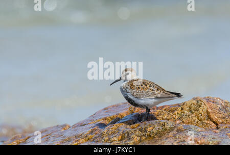 Eine einsame Dunlin am Strand von Feall Bay Insel Coll Schottland Stockfoto