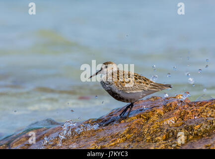 Eine einsame Dunlin am Strand von Feall Bay Insel Coll Schottland Stockfoto