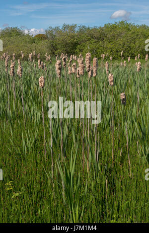 Rohrkolben bei Hodbarrow Nature reserve in der Nähe von Millom in Cumbria Stockfoto