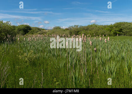 Rohrkolben bei Hodbarrow Nature reserve in der Nähe von Millom in Cumbria Stockfoto