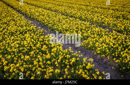 Tausende von Miniatur daffodills wächst in Niederlande Felder Stockfoto