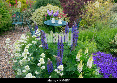 Blaue Lupinen und weiße Baldrian im Vordergrund im Bauerngarten mit einer Fülle von Pflanzen und Blumen blühen. Stockfoto