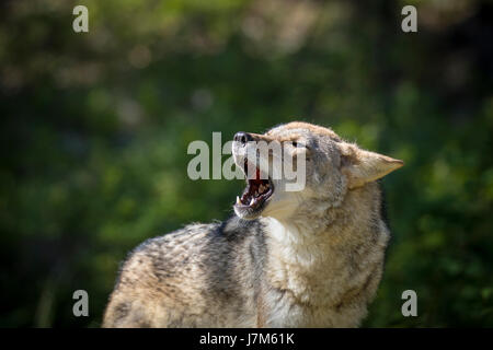 Canis latrans Stockfoto