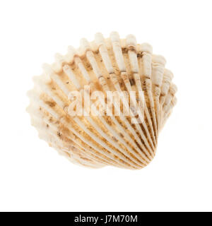 Eine Beige Herzmuschel Muschel isoliert auf weißem Hintergrund, Nahaufnahme Stockfoto