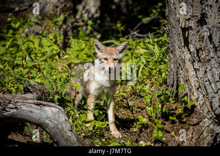 Coyote Coyote pup Fleischfresser Montana Canis Latrans Profil Jagd Stockfoto