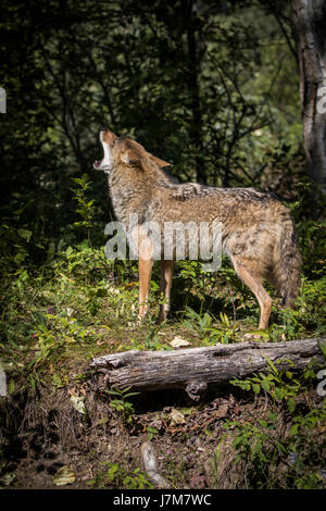 Coyote Coyote pup Fleischfresser Montana Canis Latrans Profil Jagd Stockfoto