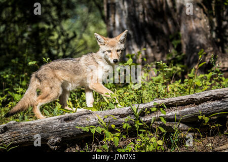 Coyote Coyote pup Fleischfresser Montana Canis Latrans Profil Jagd Stockfoto