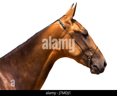 Porträt der schönen Achal-Tekkiner Pferde auf weißem Hintergrund. Stockfoto