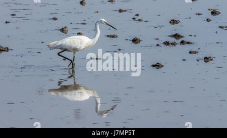 Kleiner Reiher Vogel auf der Suche nach Nahrung Stockfoto