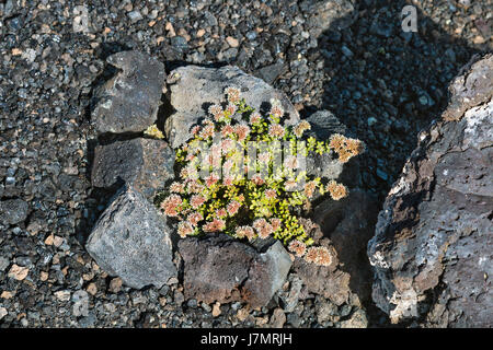 Frisches Grün wächst auf dem Boden der Lava des Timanfaya in Lanzarote, Spanien. Stockfoto