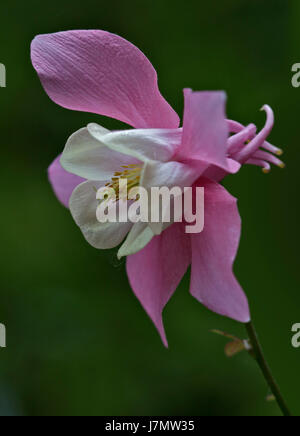 Akelei Spring Magic (Columbine) Stockfoto