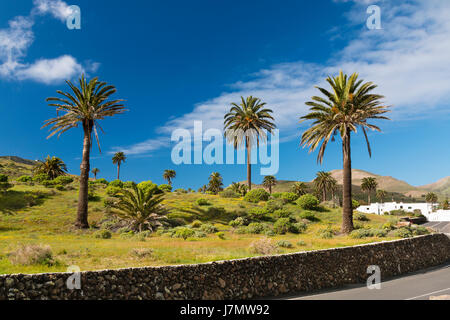 Palm-Tress im Tal der tausend Palmen in der Nähe von Haria, Lanzarote, Spanien. Stockfoto