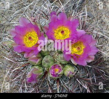 Dieses Foto zeigt eine ruhige Morgenszene am Angel Point und zeigt die natürliche Schönheit der Küste. Das ruhige Wasser und die Küstenlandschaft schaffen eine friedliche und ruhige Atmosphäre. Stockfoto