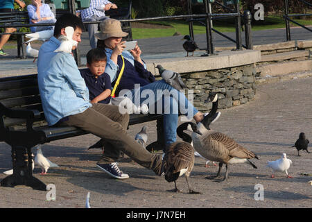 Bowness auf Windermere, Cumbria, England. 25. Mai 2017. Großbritannien Wetter. Besucher, die englischen Lake District, Fütterung der Vögel auf der Promenade Bowness Bay genießen die Abendsonne am Ende der wärmste Tag des Jahres Credit: David Billinge/Alamy Live News Stockfoto