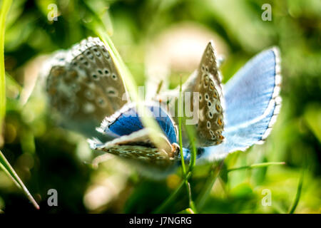 Winzige seltene Adonis blaue Schmetterlinge auf der Kreide Hügelabhänge der Mill Hill, in der Nähe von Shoreham in West Sussex, Teil der ersten Paarung von zwei Bruten zu LS Stockfoto