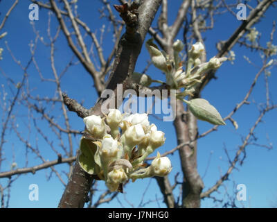 „20120401 ApfelblÃ¼te Rheihausen“ bezieht sich auf ein Foto von Apfelblüten in Rheihausen, auf dem die zarten Blüten während der Frühlingssaison in voller Blüte erfasst werden. Dieses Bild zeigt die natürliche Schönheit von Apfelbäumen. Stockfoto