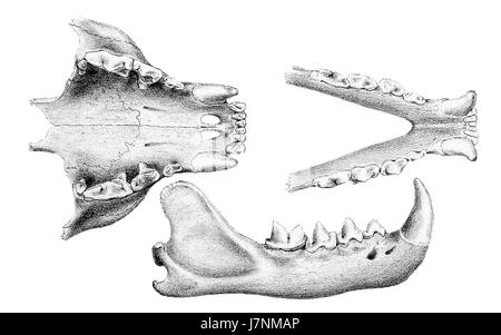 Cryptoprocta Ferox Gebiss 1868 Stockfoto