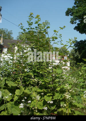 Dieser Eintrag bezieht sich wahrscheinlich auf ein Bild oder Foto, das am 29. Juni 2012 aufgenommen wurde und das Gebiet der Großen Klette in SaarbrÃ¼cken, Deutschland, zeigt, möglicherweise eine Straßenszene oder ein Wahrzeichen. Stockfoto