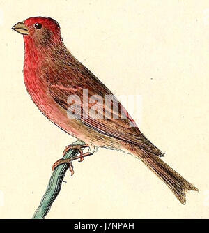 Carpodacus erythrinus erythrinus, auch bekannt als Rosefink, ist eine in Europa und Asien heimische finkenart. Erstmals im Jahr 1832 beschrieben, ist es für seine unverwechselbare Farbe und sein Lied bekannt. Stockfoto